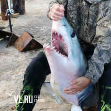 Житель Владивостока подстрелил из подводного ружья акулу-мако 