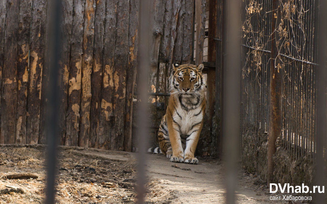 Проблему сохранения тигров рассмотрят на экологическом конкурсе в Хабаровске