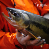 В национальном парке в Приморье задержали браконьеров с красной рыбой