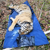 В Амурской области убили тигра Павлика, которого привезли из Приморья в прошлом году