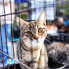 Фестиваль здорового образа жизни и выставка-раздача котят прошли во Владивостоке 