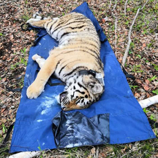 В Амурской области задержали подозреваемых в убийстве тигра из Приморья