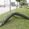 Цветочницы - фото администрации Южно-Сахалинска — newsvl.ru