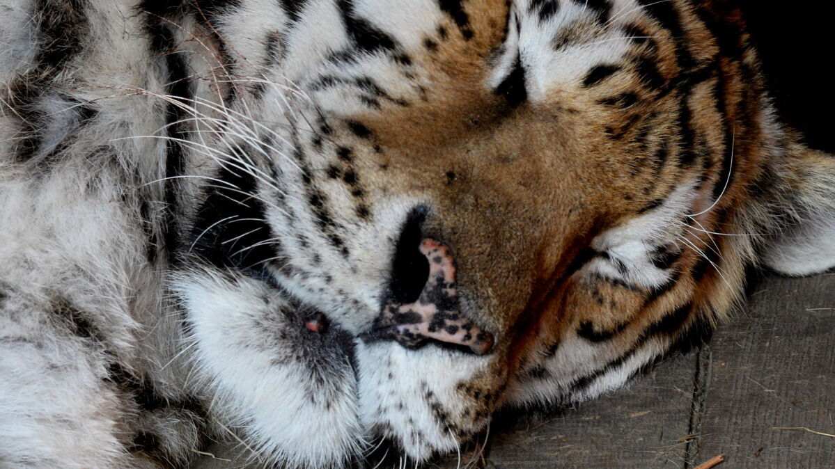 Стало известно о возможных причинах гибели краснокнижного тигра