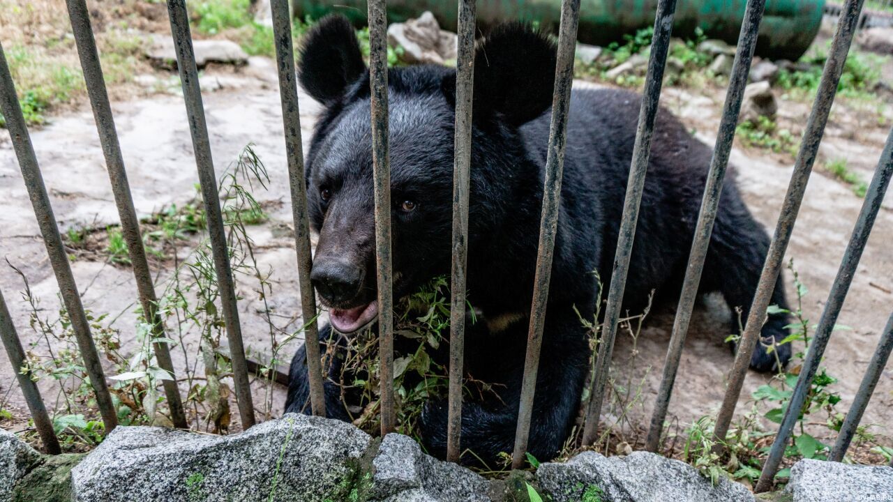 Сбор на корм картинки