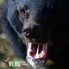 Жители двух районов Приморья заметили медведей вблизи населённых пунктов