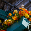 Черепа выглядывают из вазонов с цветами — newsvl.ru