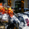 Корову возле ресторана "Дело в мясе" украсили венком из тыкв и листьев — newsvl.ru