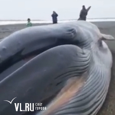Приморцам пересылают видео с китом, якобы выброшенным на берег в районе Фокино – ролик был снят на Камчатке 