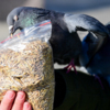 Семенами для голубей с протестующими поделились участники продовольственной ярмарки — newsvl.ru