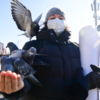 «Кормление голубей» на площади проходит с 18 июля — newsvl.ru