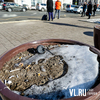 Жители Владивостока превратили вазоны за 7,2 млн рублей в урны (ФОТО)