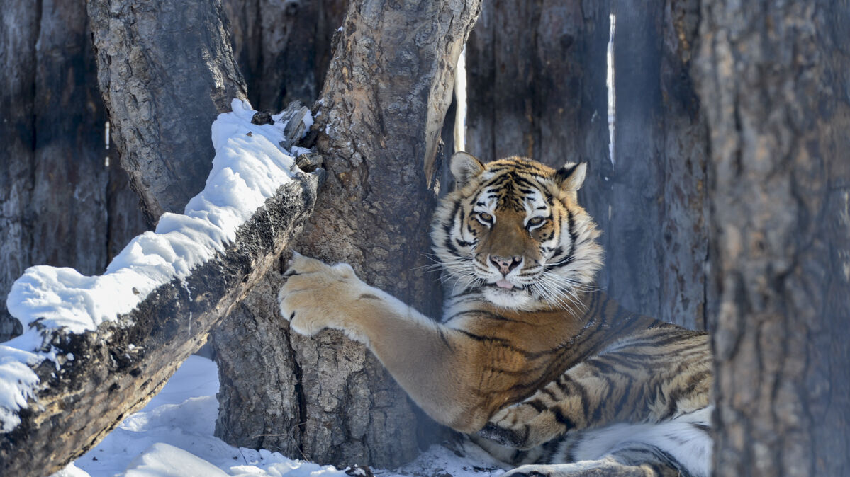 Тигр охотился на собак у кафе в Хабаровском крае (ВИДЕО)