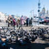 Фраза «кормить голубей» стала синонимом для протестных акций на площади — newsvl.ru