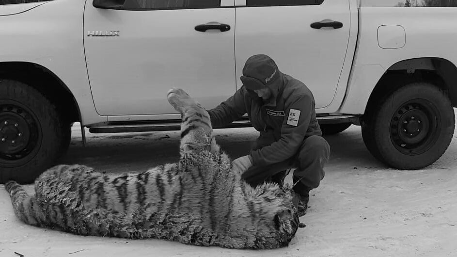Насмерть сбил тигра водитель на трассе Хабаровск-Комсомольск
