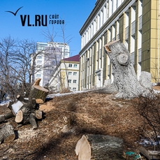 После ледяного дождя во Владивостоке началась массовая вырубка деревьев 