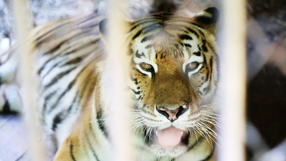 Резерват тигров на месте золотых рудников создадут в крае
