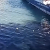 В порту Находки зафиксирован разлив нефтепродуктов – предположительно, с иностранного судна