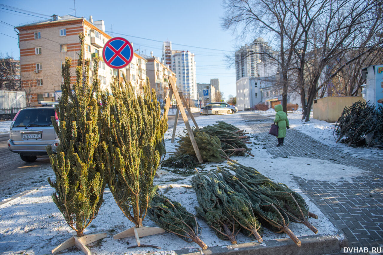 Елочный базар в Казани. Елочные базары Кострома. Елочные рынки Хабаровск. Елки на Центральном рынке Хабаровск.