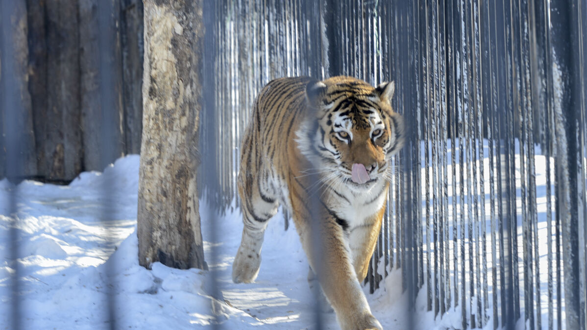 Тигр держит в страхе жителей пригорода Хабаровска (ФОТО; ВИДЕО)