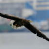 Во Владивосток на зимовку вновь прилетели орланы — newsvl.ru