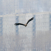 Размах крыльев орлана – от 200 до 230 см — newsvl.ru