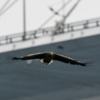 Орланы прилетают во Владивосток на зимовку — newsvl.ru