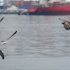 Как и всегда, угощение у величественных птиц пытаются отнять чайки и вороны — newsvl.ru