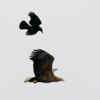 Ворон преследует орлана в ожидании угощения — newsvl.ru