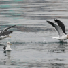 Угощение горожан у орланов в воздухе пытаются забрать вороны, а в воде за добычу борются чайки — newsvl.ru