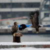 Хищные птицы могут устраивать битвы между собой из-за добычи — newsvl.ru