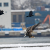 Про орланов, зимующих в бухте Золотой Рог, есть статья в журнале National Geographic — newsvl.ru