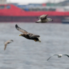 Некоторые орланы улетают зимовать к берегам Кореи — newsvl.ru