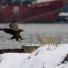Птицы останутся во Владивостоке до весны — newsvl.ru