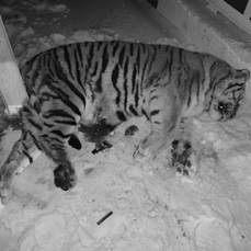 Сбитого насмерть в Хабаровском крае тигра привезут на экспертизу в Приморье