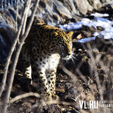 «Земля леопарда» начала тестировать систему распознавания животных, которая облегчит работу сотрудникам нацпарка