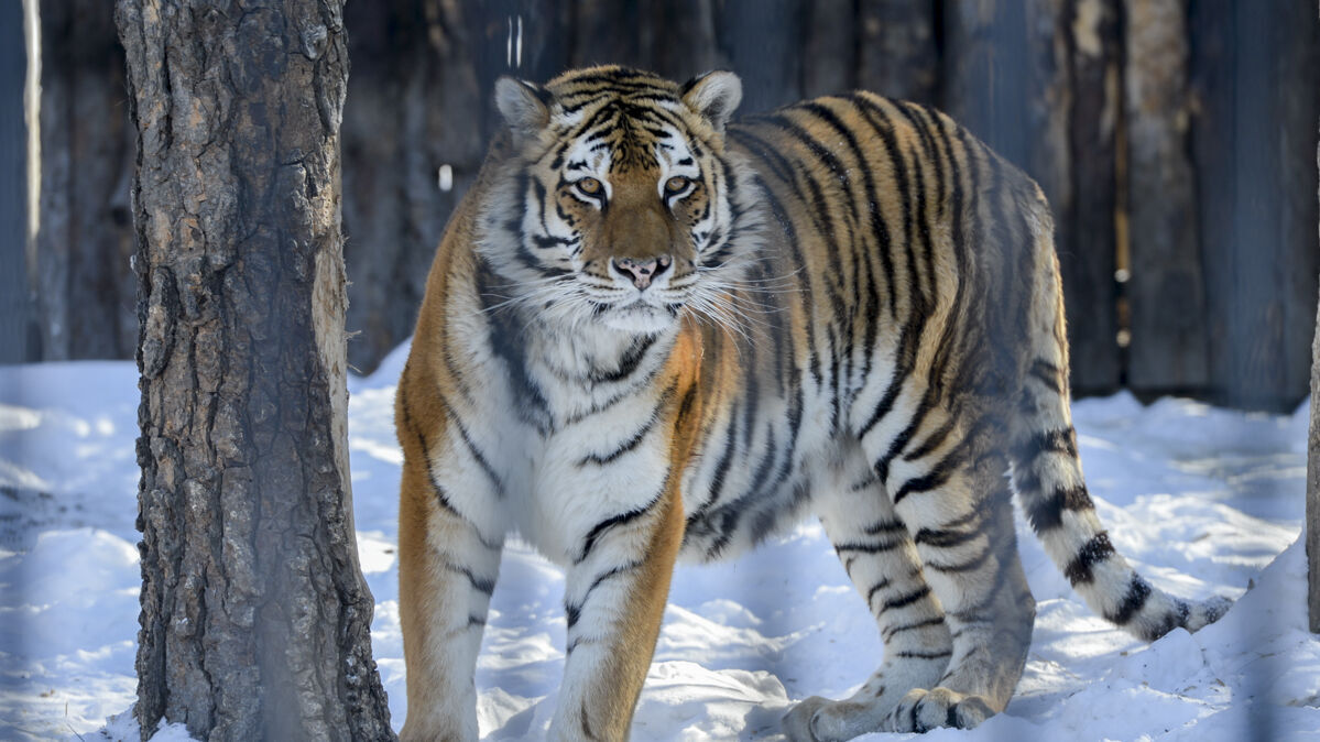 У истощенной тигрицы найдено заболевание внутренних органов