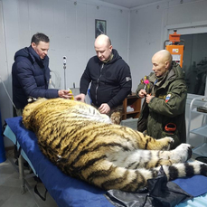 Тигрицу из Дальнереченского района выпустили после месяца реабилитации в Приморье 