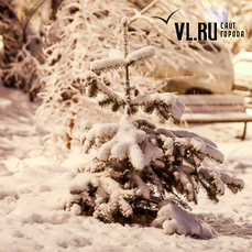 Владивосток украсил вечерний снегопад 