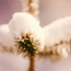 Высота свежевыпавшего снега – 2,5 см — newsvl.ru