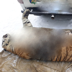 В Приморье браконьеры убили амурского тигра