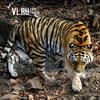 Восемь раз выходили тигры к населённым пунктам Приморья в этом году