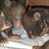 Новорождённых медвежат-сирот спасают в Приморье (ФОТО)