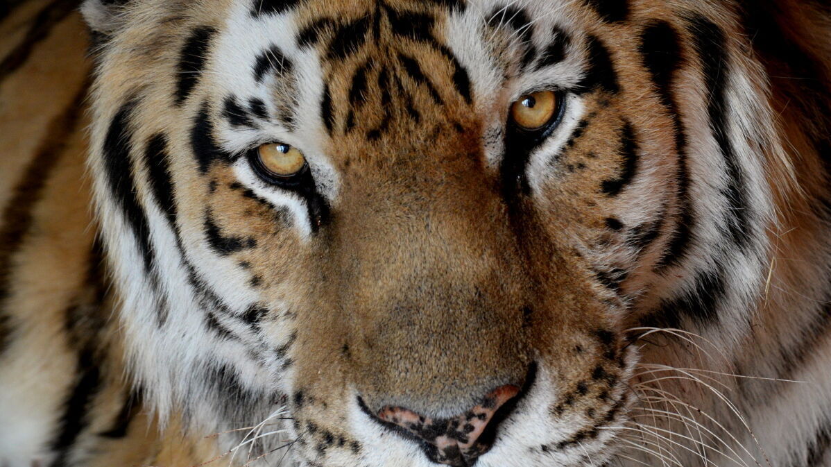Войны тигров скоро начнутся в Хабаровском крае