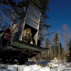 Тигрица из Дальнереченского района поселилась в национальном парке «Зов тигра»