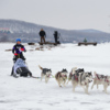 Выехала на лёд одна ездовая упряжка, в которую было запряжено шесть собак — newsvl.ru