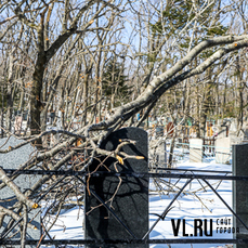 Родственники или администрация: кто должен убирать поваленные деревья и ветки на кладбищах во Владивостоке