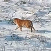 В Приморье пассажиры поезда заметили и сняли на видео амурского тигра