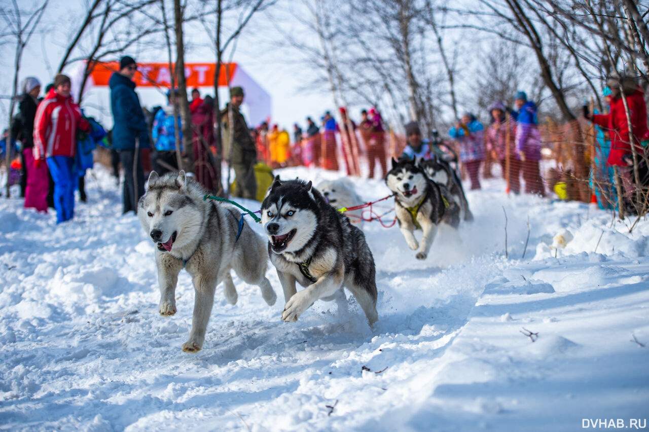 российская кинология. кинолог спасатель. кинолог для собак хабаровск. дальневосточная оперативная таможня. питомник тайгер прайд хабаровск.