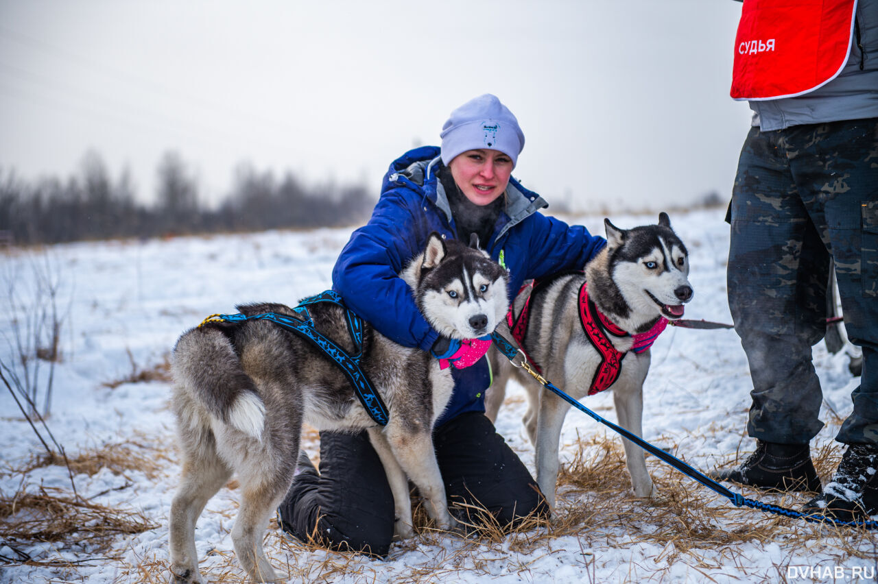 кинологи хабаровск. собаки хабаровский край. собаки хабаровский край. собаки хабаровск. собаки хабаровский край.